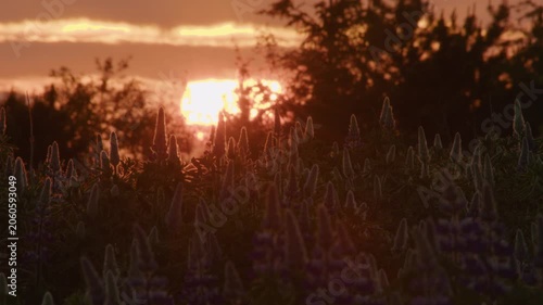 Setting sun behind lupine flower buds in forest Iceland