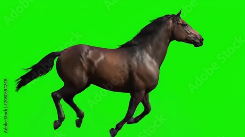 Majestic Brown Horse Galloping on Green Screen Background.