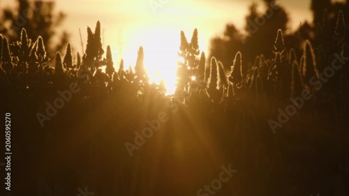 Bright setting sunbeams through lupine flower buds Iceland