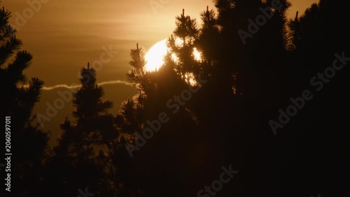 Sun behind silhouetted pine tree branches