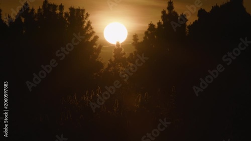 Setting sun gap in forest over lupine flowers Iceland