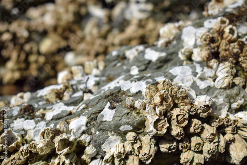 Foto Barnacles in Kachemak Bay in Homer Alaska