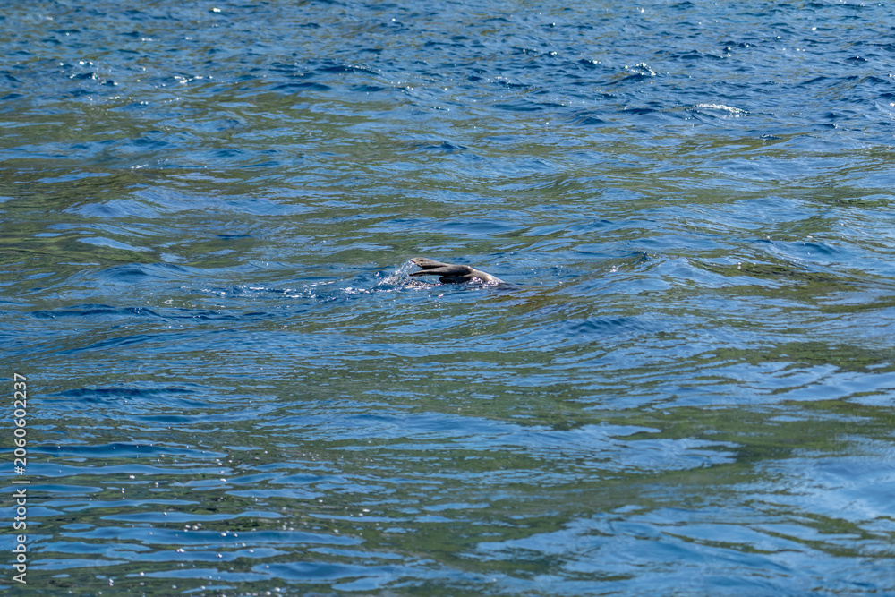 Obraz premium The Hawaiian monk seal (Neomonachus schauinslandi) in Lehua Channel between Lehua Island (Lehua Crater) and Niihau Island. Kauai County, Hawaii. Pacific Ocean