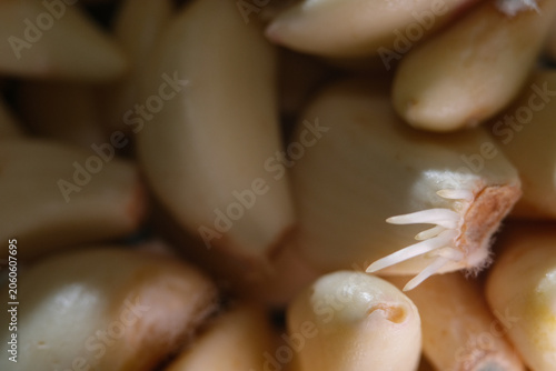 Growth of fungal or mycelium on peeled garlic surface kept in the fridge after a week