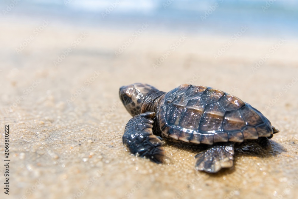 Obraz premium Tiny baby sea turtle hatchling crawling determinedly on wet sandy beach towards the ocean, close-up view of fragile newborn marine wildlife
