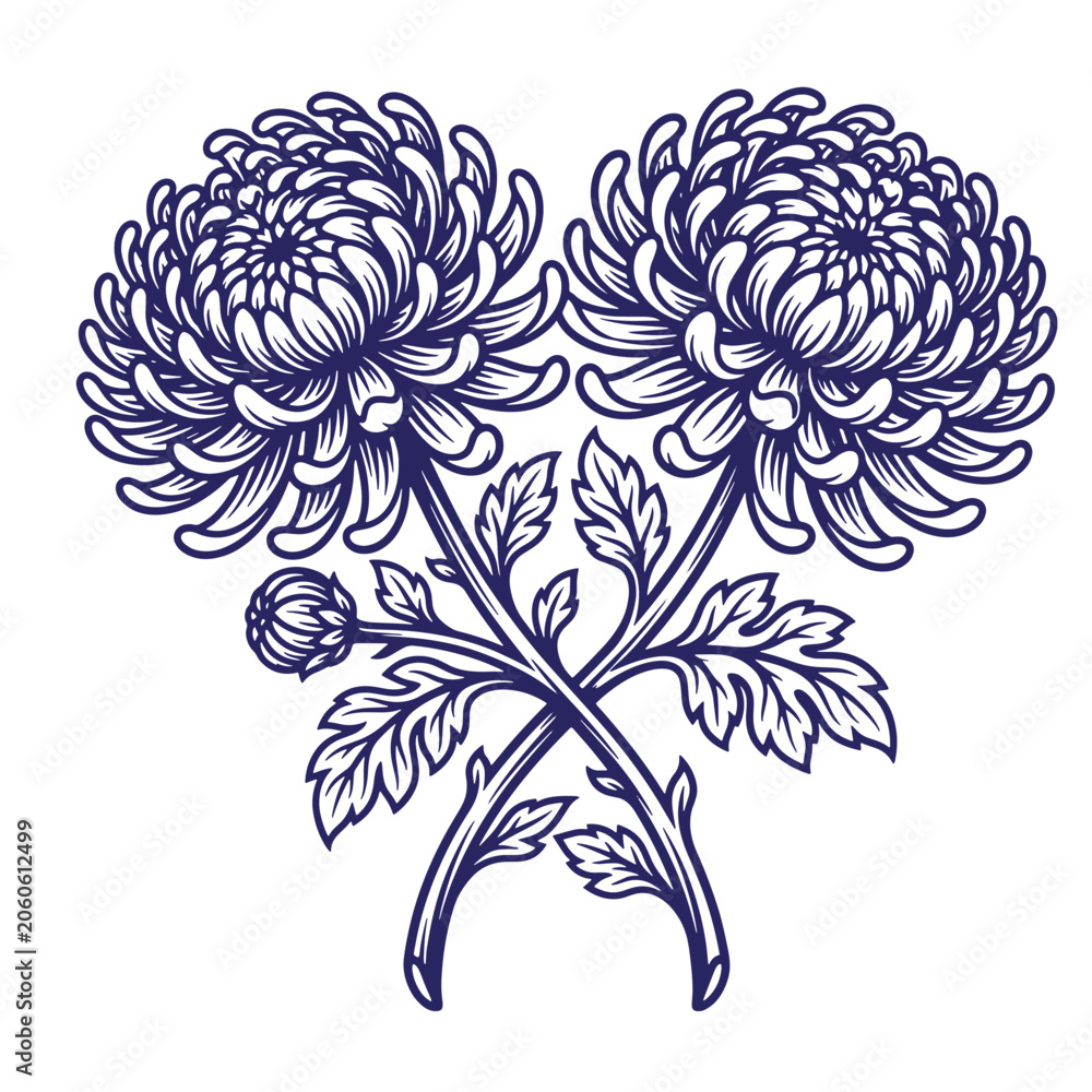 Fototapeta premium Detailed botanical engraving of two crossed chrysanthemum flowers with buds chrysanthemum botanical engraving illustration blooming monochrome detailed ornamental