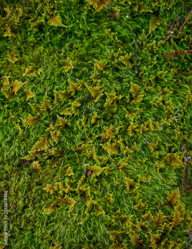 Moss up close 