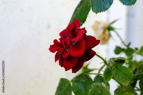 A young rose tree with red and white flowers that have begun to wither