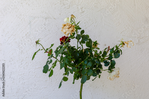 A young rose tree with red and white flowers that have begun to wither