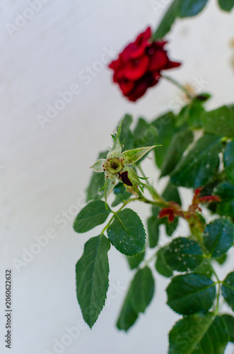 A young rose tree with red and white flowers that have begun to wither