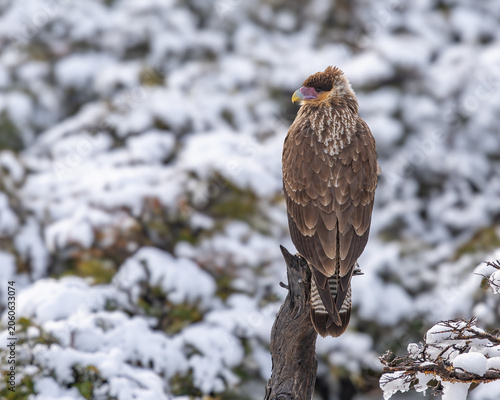 a juvenile crested caracara perching on a branch after an autumn snow storm at monte fitz roy lookout in los glaciares national park of argentina