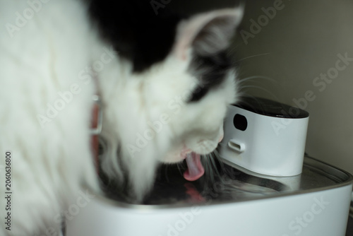 A fluffy black and white cat drinks from a water fountain. The cat has a long fur coat and a pink tongue visible as it laps up water.