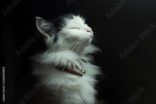 A fluffy white and black cat with closed eyes, sitting calmly against a dark background. The cat has a collar and a serene expression.