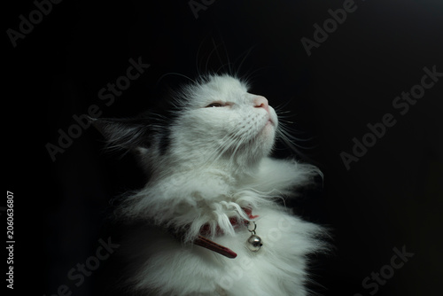 A fluffy white cat with a bell collar gazes upward against a dark background. The cat's fur is soft and voluminous, creating a striking contrast with the shadows.