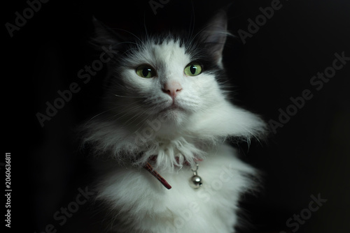 A close-up of a fluffy white and black cat with striking green eyes. The cat has a collar with a bell and a regal expression against a dark background.