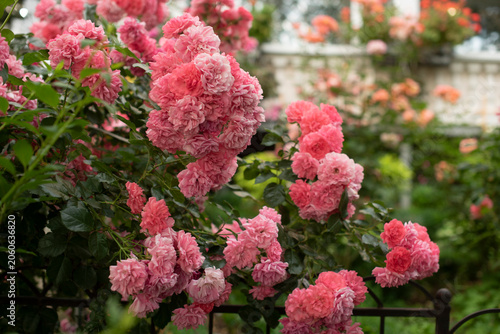 A vibrant display of pink roses in full bloom, surrounded by lush green foliage. The garden setting is bright and inviting, showcasing nature's beauty.
