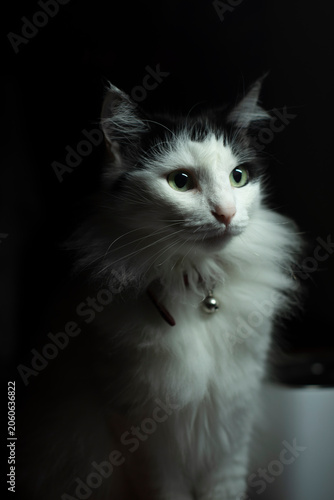 A fluffy white and black cat with green eyes sits in a dimly lit environment. The cat has a collar with a bell and a soft, thick coat.