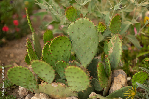 A cluster of green prickly pear cacti with flat pads and spines, surrounded by rocks and other plants in a garden setting.