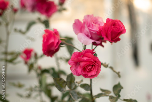 A close-up of vibrant pink roses with green leaves. The flowers are in full bloom, showcasing their delicate petals and rich colors.