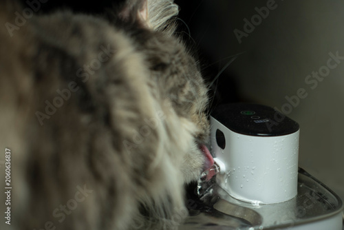 A fluffy gray cat drinks water from a modern white pet fountain. The cat has long fur and a curious expression, showcasing its playful nature.