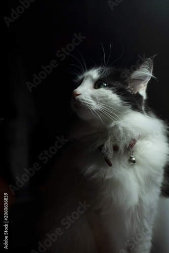 A fluffy black and white cat with a collar gazes upward in a dimly lit environment. it has distinct markings and a curious expression.