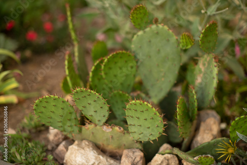 A cluster of green prickly pear cacti surrounded by rocks in a garden setting. The cacti have flat pads and small spines, showcasing a natural landscape.