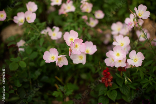 A cluster of delicate pink flowers with yellow centers surrounded by green foliage. The scene captures the beauty of nature in a garden setting.