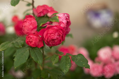 A cluster of vibrant red roses blooms amidst soft pink flowers in a garden setting. The lush green leaves provide a natural backdrop.