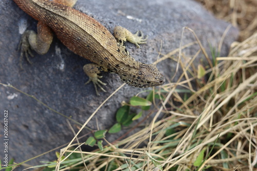 Top view of scaly Galapagos islands lava lizard on rock