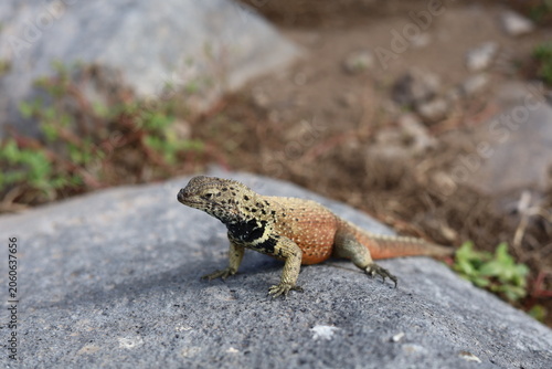 Galapagos islands lava lizard on volcanic rock looking to the left