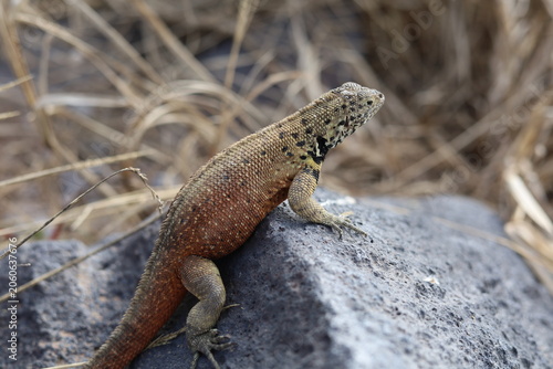 Galapagos islands lava lizard looking up and sunning on rock