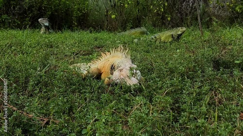 Large iguana blending into lush green grass in a natural habitat, showing excellent camouflage among tropical vegetation in the wild.