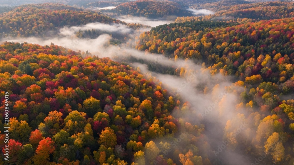 Obraz premium Aerial autumn forest with vibrant orange and red foliage