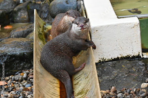 スライダーでくつろぐコツメカワウソ