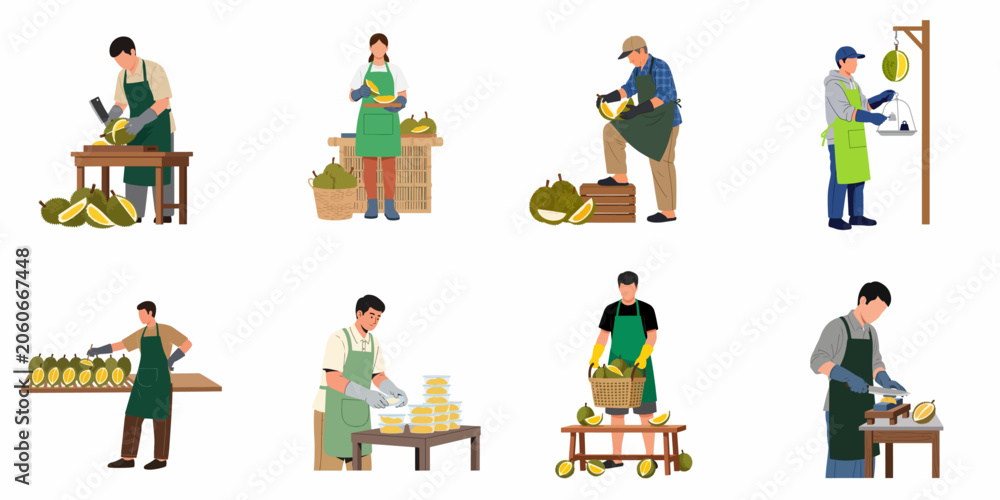 Fototapeta premium Flat illustration set of people harvesting, cutting, weighing, and packing durian fruit, showing the process from farm to market.