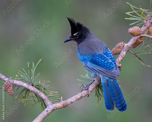 Steller's Jay (Cyanocitta stelleri)