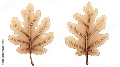 Pair of dried oak leaves resting together in autumn tones, a simple botanical study.
