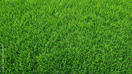 Close Up Overhead View of Lush Green Grass Field Surface Texture Background