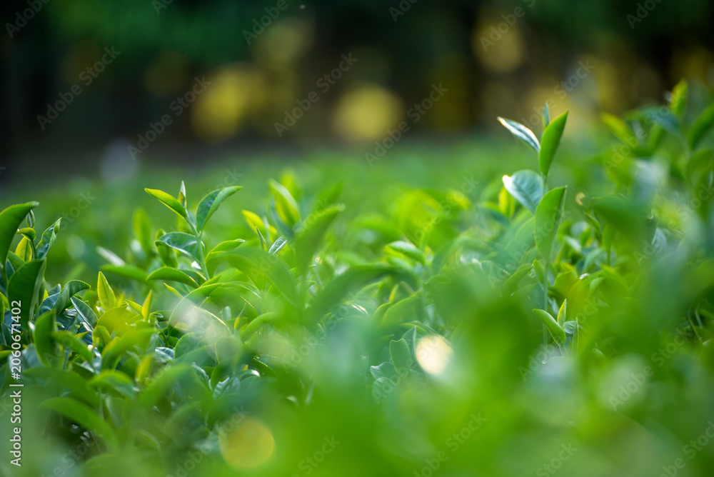 Fototapeta premium Green tea tree in farm. fresh Green tea tree Flower leaves in eco herbal farm. Drinking organic relax heath plant. Green tea tree leaves field Fresh young tender bud herbal in farm on summer
