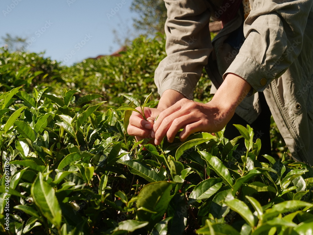 Fototapeta premium Man Hand holding harvest picking black green tea herbal agriculture. Woman work Black Tea farm harvest. hand harvest green tea tree picking bud young tender camellia sinensis leaves organic farm