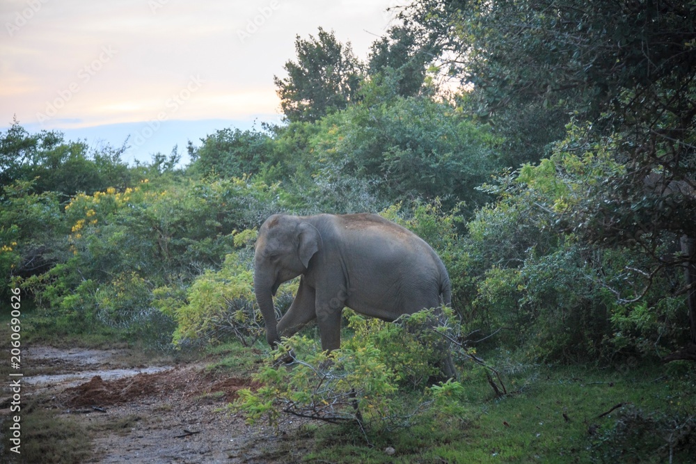 Fototapeta premium Asian Elephant in Natural Forest Habitat, Sri Lanka