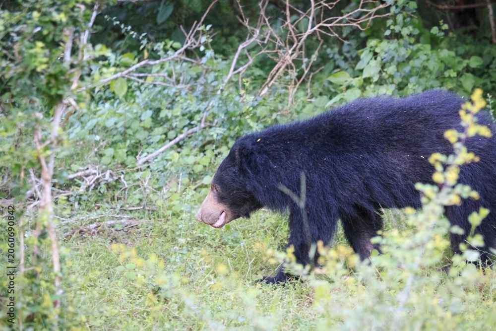 Fototapeta premium Sloth Bear Foraging in Dense Tropical Vegetation