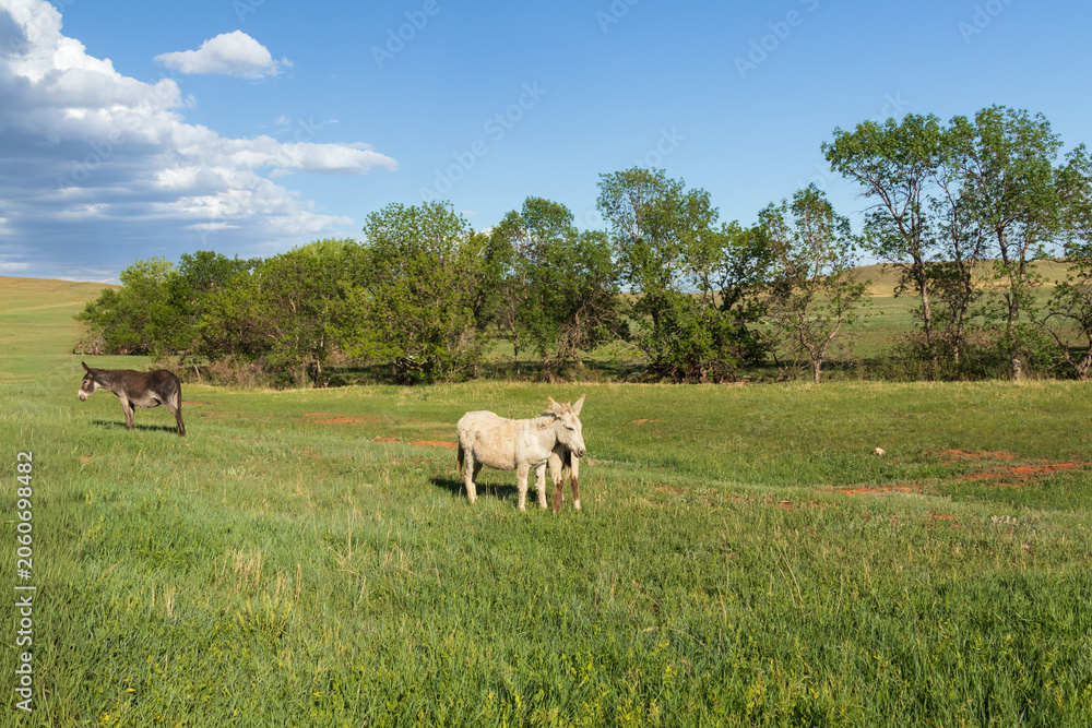 Obraz premium Wild burro foal and mother standing in a meadow