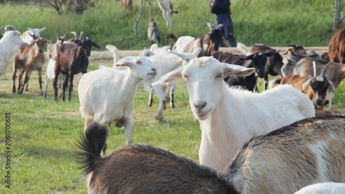 A curious white goat looks at the camera as the rest of the livestock flock passes by on a sunny day.
