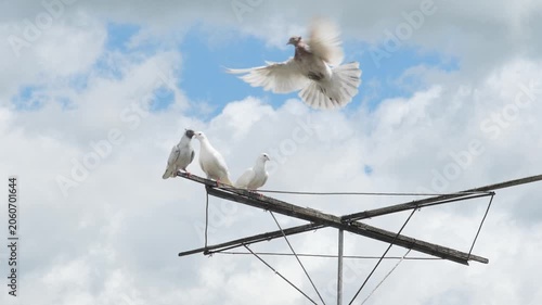 Beautiful domestic pigeons on a rooftop crossbar structure with one purebred bird landing gracefully against a blue sky with white clouds in slow-mo.
