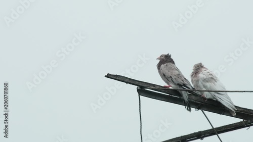 A dramatic thunderstorm with a visible lightning bolt and loud thunder audio, startling a purebred roller pigeon into flight.
