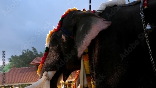 Decorated elephants taking part in a procession during a temple festival in Kerala, India