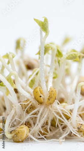 Fresh organic mung bean sprouts growing with roots for healthy nutrition