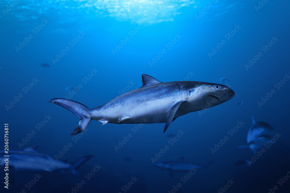 Naklejka premium Group of great white shark swimming in the ocean