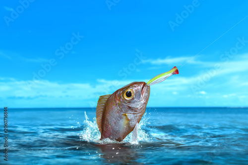 Obraz na plátne Threadfin bream fish caught on fishing hook underr blue sky